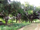 nava-tirupati_14