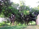 nava-tirupati_15