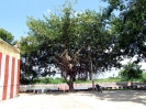 tirupuliyangudi_8
