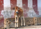 irattai-tirupati_8