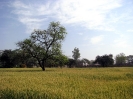Krishna-Balaram-mandir_287