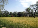 Krishna-Balaram-mandir_288