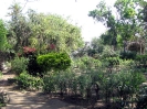 Krishna-Balaram-mandir_289