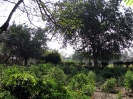 Krishna-Balaram-mandir_291