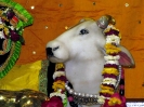 Krishna-Balaram-mandir_59
